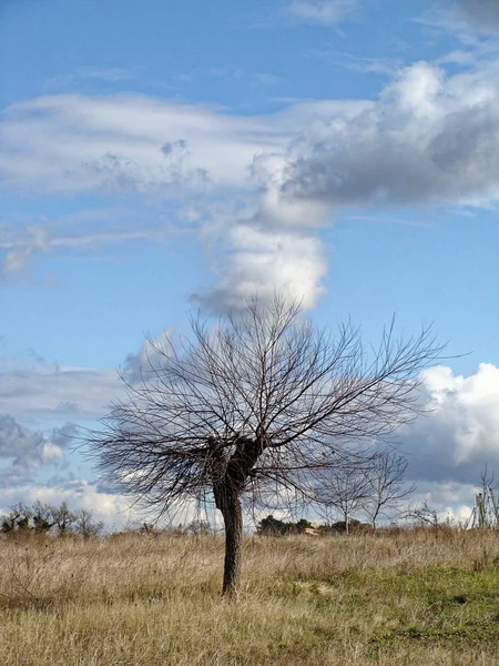 Arbre solitaire sans feuilles à la fin de l'automne dans le champ. Ciel bleu infini avec nuages . — Photo