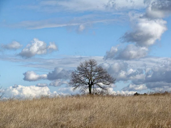 Lonely tree without leaves in late autumn in field. Infinite blue sky with clouds. — Stock Photo, Image
