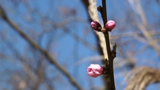 Flores delicadas da primavera, cerejas selvagens no ramo de uma cerejeira. Flores de cerejeira de sakura japonesa . — Vídeo de Stock