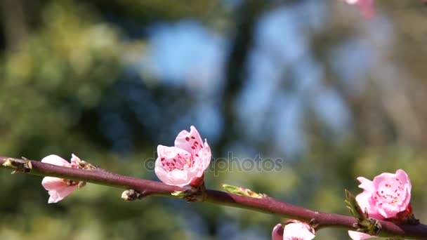 Delicadas flores de primavera, cerezas silvestres en la rama de un cerezo. Flores de cerezo de sakura japonesa . — Vídeos de Stock