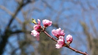 Hassas bahar çiçekleri, Yabani kiraz kiraz ağacı dalı. Japon sakura kiraz çiçekleri.