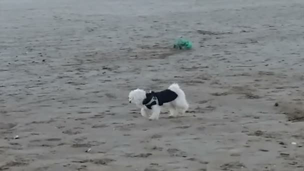 Cão bonito, animal de estimação correndo na praia. Pôr do sol — Vídeo de Stock