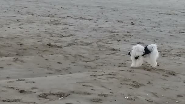 Χαριτωμένος σκύλος, κατοικίδιο ζώο τρέχει στην παραλία. Ηλιοβασίλεμα — Αρχείο Βίντεο