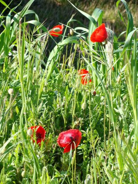 Yeşil zemin üzerine kırmızı haşhaş çiçekleri portre.