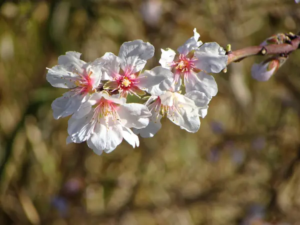 Large flowering tree cherry blossom spring Sunny day — Stock Photo, Image