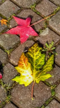 Sarı ve turuncu yapraklarda kaldırım taşları ile parlak sonbahar arka plan.