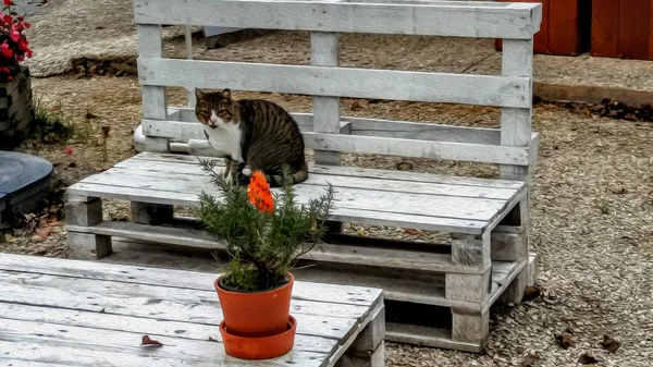 봄 정원에서 오래 된 벤치에 자 고 큰 푹신한 검정과 빨강 고양이. 모조 오일 페인트. — 스톡 사진