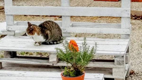 Big fluffy black and red cat sleeps on old bench in spring garden. Imitation oil paint. — Stock Photo, Image