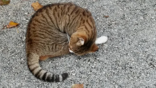 Katt sitter på väg på bakgrund av nedfallna löv på hösten. Oäkta oljefärg. — Stockfoto