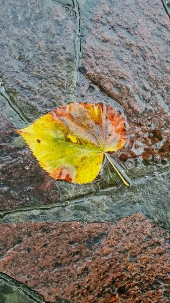 Φωτεινό φθινόπωρο φόντο με κίτρινα και πορτοκαλί φύλλα σε πλάκες. — Φωτογραφία Αρχείου