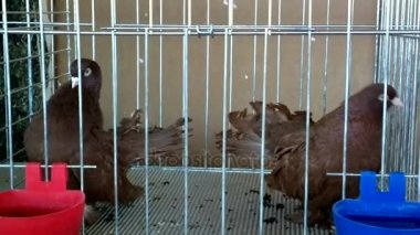 Dekoratif Kuş güvercin farklı doğurmak ve renkler.