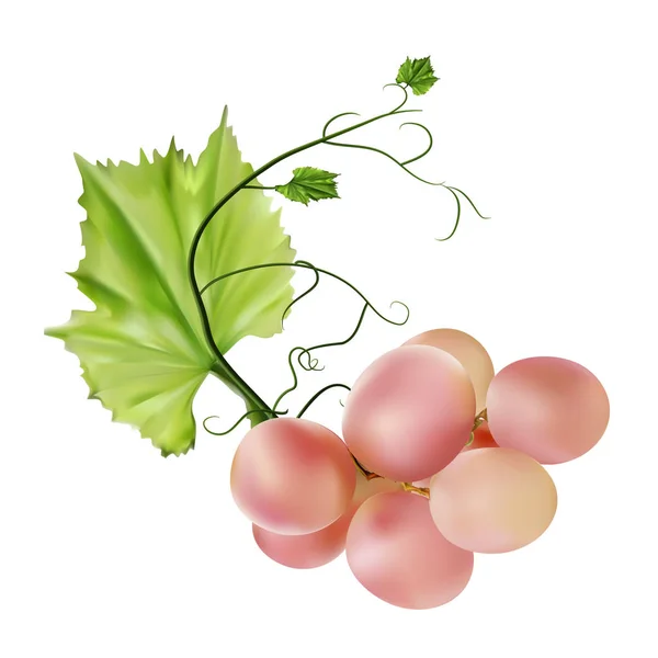 Des raisins frais. Fabricant de jus frais et de vin . — Image vectorielle