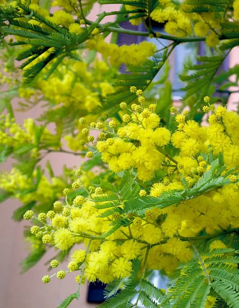 Árvore de Mimosa fofa floresce primavera. Dia Internacional da Mulher. Mimosa amarela ensolarada . — Fotografia de Stock