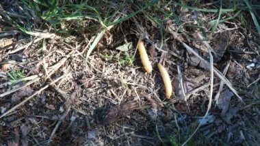 Şişman böcek larvaları, larva in yemek kurt. Balık oltası için solucanlar balıkçılık kanca, yemek için balık için yem