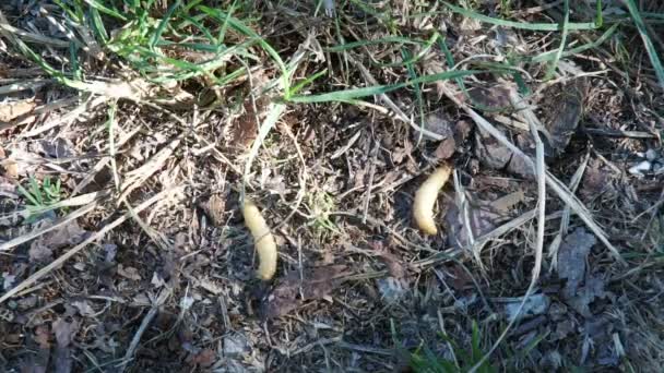 Vet insecten larven, larve van de worm van de maaltijd. Aas voor hengel, wormen voor visserij haak, voedsel voor vissen — Stockvideo