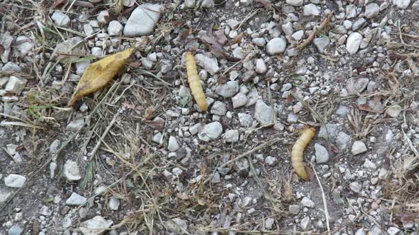 Vet insecten larven, larve van de worm van de maaltijd. Aas voor hengel, wormen voor visserij haak, voedsel voor vissen — Stockvideo