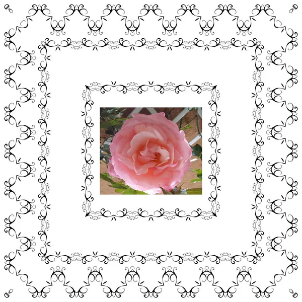 Цветочные рамки ретро прекрасная роза в декоративной рамке винтажного стиля — стоковое фото