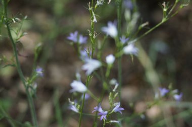 Yeşil güneşli bir günde çimen, sivri ve çiçek arka plan bulanık. Parlak güneş desen
