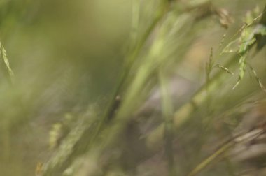 Yeşil güneşli bir günde çimen, sivri ve çiçek arka plan bulanık. Parlak güneş desen