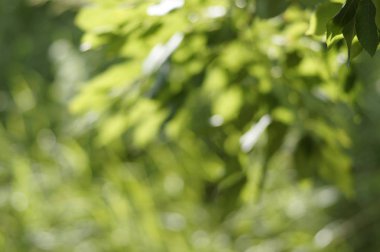 Yeşil güneşli bir günde çimen, sivri ve çiçek arka plan bulanık. Parlak güneş desen