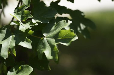 Yeşil güneşli bir günde çimen, sivri ve çiçek arka plan bulanık. Parlak güneş desen