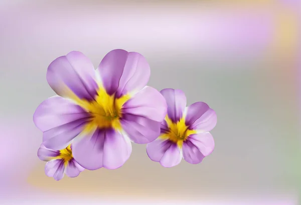 Toller Blick auf die magischen rosa Superglocken Abendsternblumen — Stockvektor