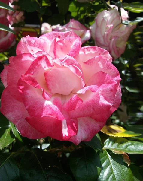 Romantické květinové pozadí. Květ. Růže detailní na zelené. — Stock fotografie