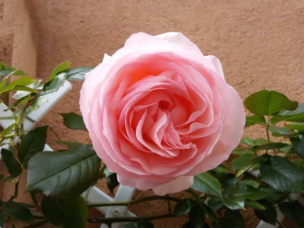 Romantischer blumiger Hintergrund. Blume. Rose Nahaufnahme auf Grün. — Stockfoto