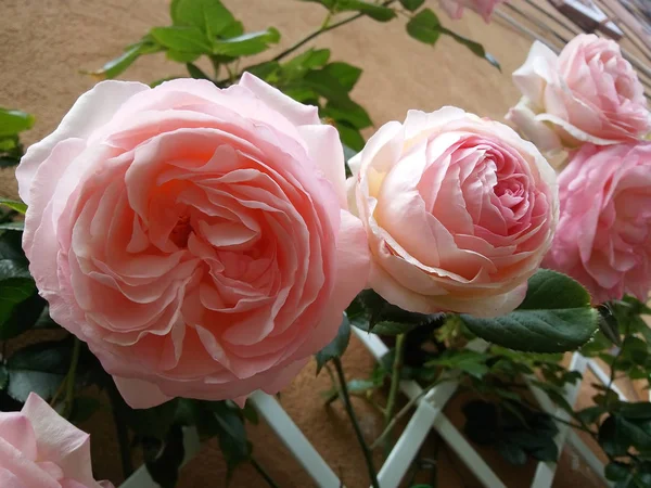 Romantico sfondo floreale. Fiore. Rose primo piano sul verde . — Foto Stock
