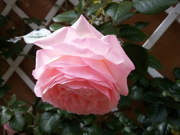 Romantic floral background. Flower. Rose closeup on green. — Stock Photo, Image