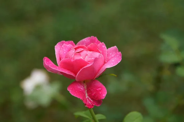 Romantische bloemen achtergrond. Bloem. Roos close-up op groen. — Stockfoto