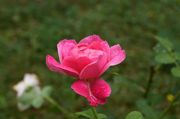 Romantischer blumiger Hintergrund. Blume. Rose Nahaufnahme auf Grün. — Stockfoto