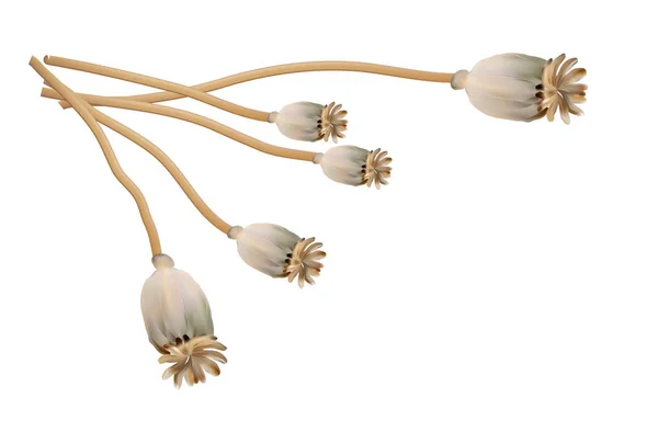 SAP portre üzerinde haşhaş altın kapsül