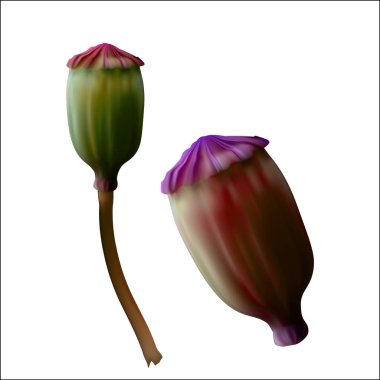 SAP portre üzerinde haşhaş altın kapsül