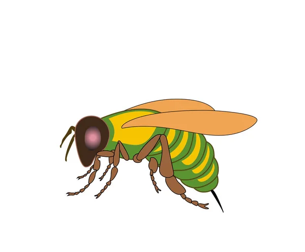 Mosca de dibujos animados, insecto con colores brillantes. Volumen de mosca doméstica — Vector de stock