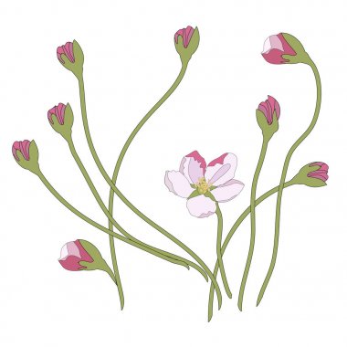 Pembe kiraz çiçeği sakura Japon tarzı çiçeklenir