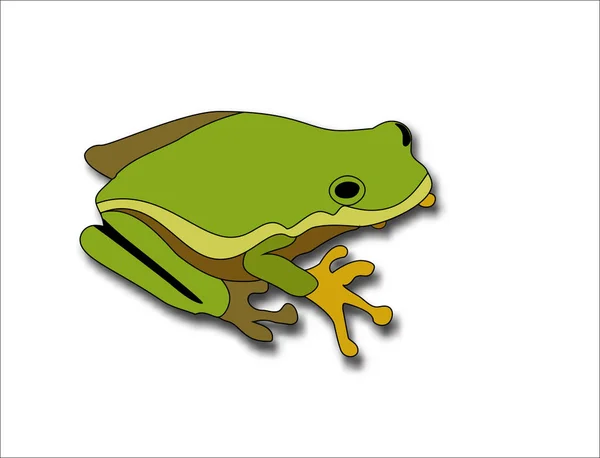 Cartoon big green frog on white background — Stock Vector