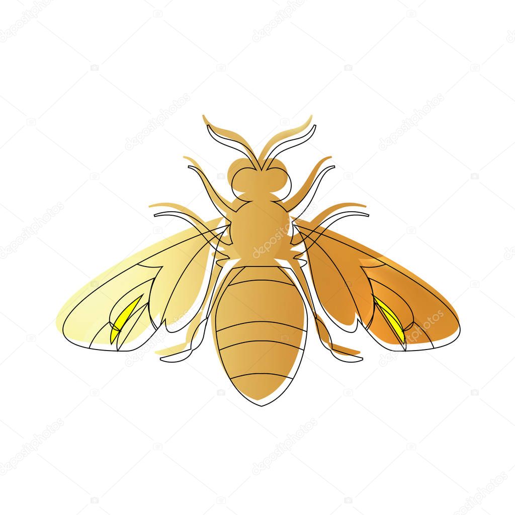 Golden honey bee uterus on white background.