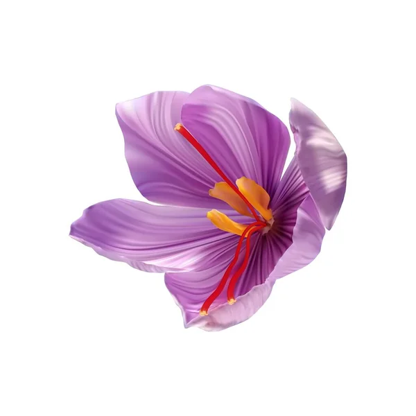 Saffron květina Bud otevřít zblízka. Koření drahý šafrán — Stockový vektor