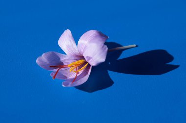 Safran çiçeği Bud yakın plan aç. Baharatlı pahalı safran