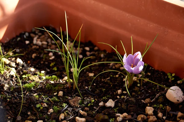 Saffron flower Bud open close-up. Seasoning expensive saffron