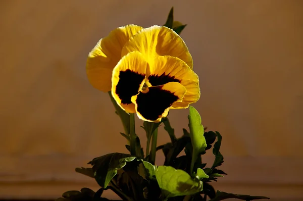 Bright flowers of pansies close-up on the background of a rough wall. pansies for decoration. — Stock Photo, Image