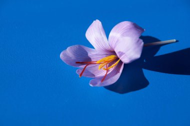 Safran çiçeği Bud yakın plan aç. Baharatlı pahalı safran