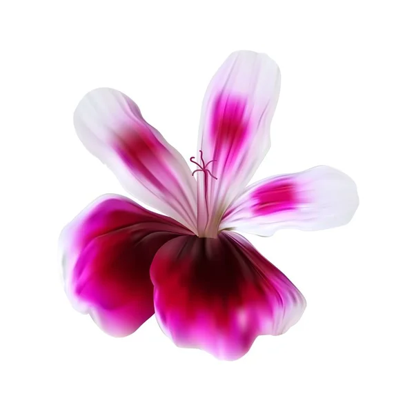 Kleinblättriger rosafarbener Pelargonium-Vektor aus nächster Nähe. lila rosa Geranienblüten für aromatische Öle. — Stockvektor