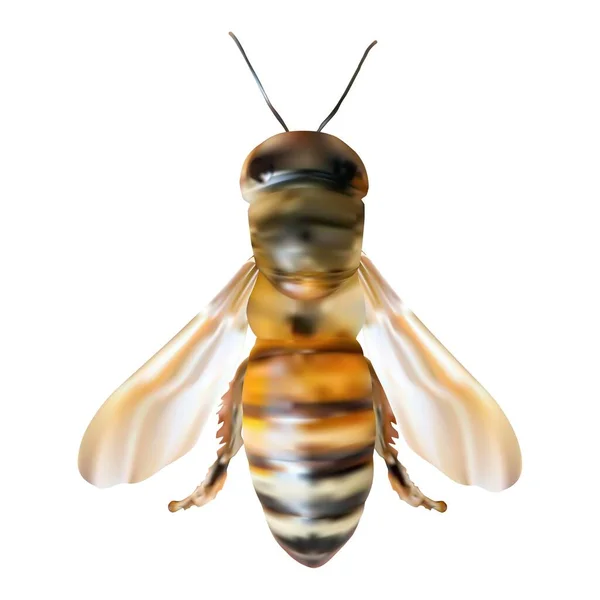 Honigbiene isoliert. Gestreiftes orangefarbenes Bienenillustrationsnetz. Insekt — Stockvektor