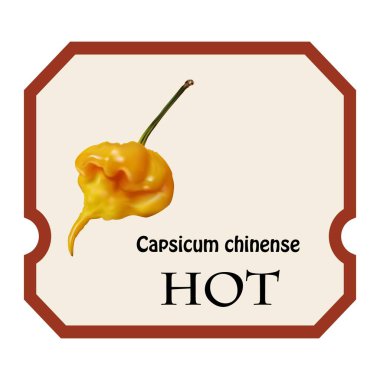 Capsicum chinense meyvesi, sıcak kapsiyum ve yanık bir tat. Beyaz arka planda tropik sıcak sarı biber..