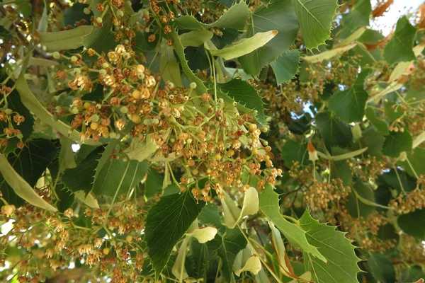 Lindenzweig kurz nach dem Ende der Blüte — Stockfoto