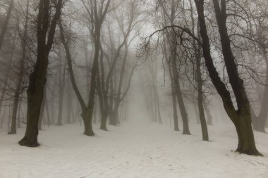 Sis ile bir kış gününde eski park