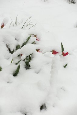 bahar karla kaplı kırmızı lale
