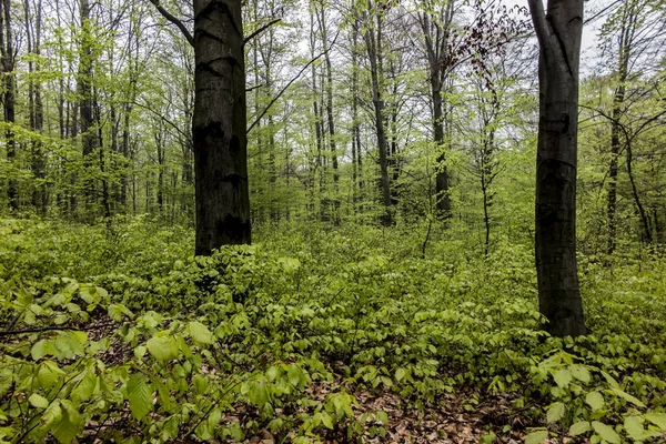 Buchenwald im Frühling mit jungen Blättern als Hintergrund — Stockfoto